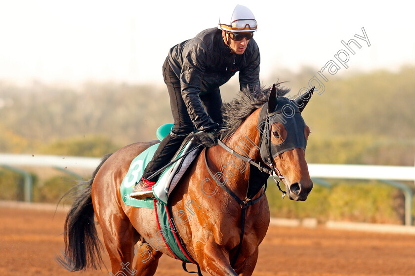 Chrysoberyl-0003 
 CHRYSOBERYL preparing for the Saudi Cup
Riyadh Racetrack, Kingdom Of Saudi Arabia, 27 Feb 2020 - Pic Steven Cargill / Racingfotos.com