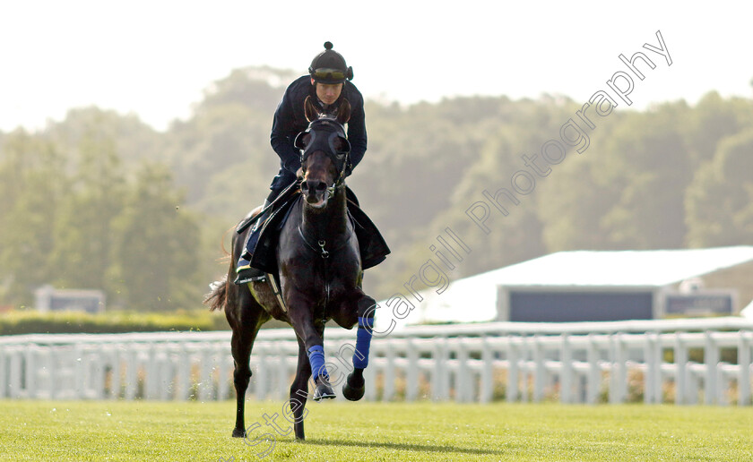 Artorius-0003 
 ARTORIUS (Jamie Spencer) - Australia to Ascot, preparing for the Royal Meeting.
Ascot 10 Jun 2022 - Pic Steven Cargill / Racingfotos.com