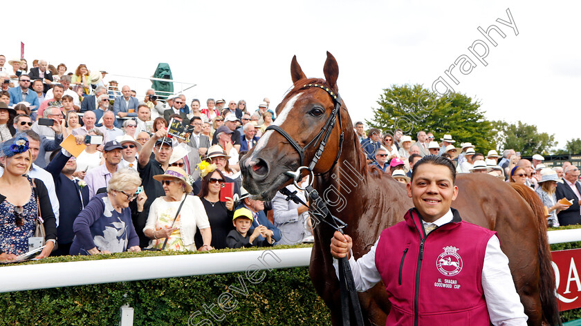 Stradivarius-0003 
 STRADIVARIUS after finishing second in The Al Shaqab Goodwood Cup
Goodwood 26 Jul 2022 - Pic Steven Cargill / Racingfotos.com