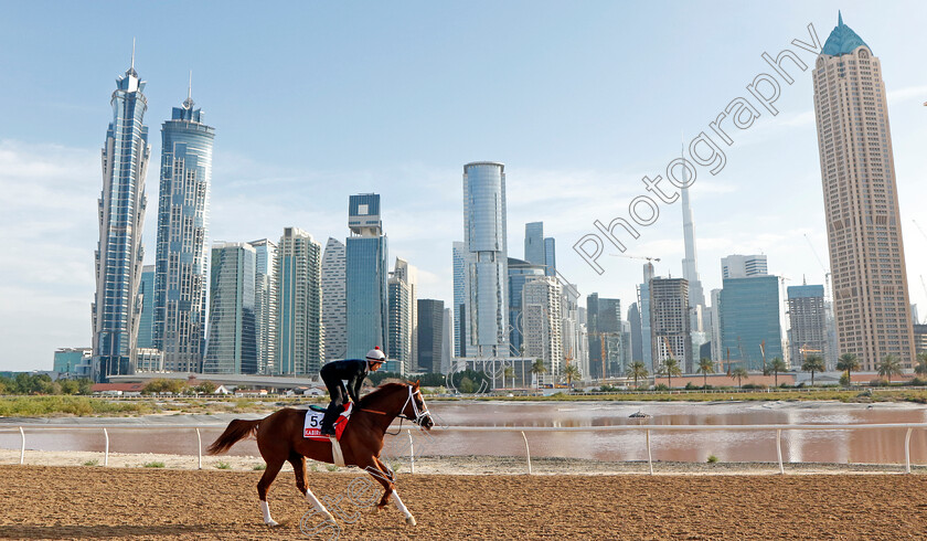 Kabirkhan-0004 
 KABIRKHAN training for The Dubai World Cup at the Al Quoz training track
Meydan Dubai 27 Mar 2024 - Pic Steven Cargill / Racingfotos.com