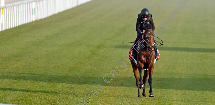 Subjectivist-0001 
 SUBJECTIVIST (Joe Fanning) training for The Red Sea Turf Handicap
King Abdulaziz Racecourse, Kingdom of Saudi Arabia, 22 Feb 2023 - Pic Steven Cargill / Racingfotos.com