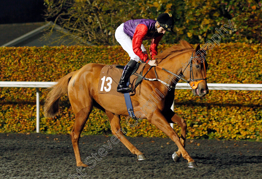 Yarralumla 
 YARRALUMLA (Hector Crouch)
Kempton 10 Nov 2021 - Pic Steven Cargill / Racingfotos.com