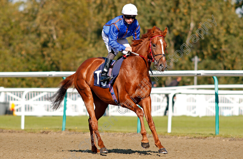 Bajan-Gold-0001 
 BAJAN GOLD (Adam Beschizza) Lingfield 5 Oct 2017 - Pic Steven Cargill / Racingfotos.com