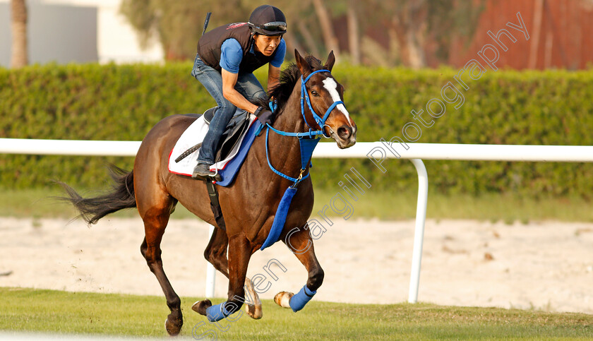 Deirdre-0001 
 DEIRDRE training for the Bahrain International Trophy
Rashid Equestrian & Horseracing Club, Bahrain, 18 Nov 2020