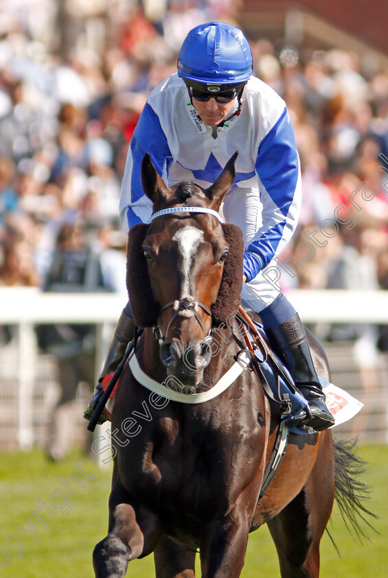 The-Grand-Visir-0001 
 THE GRAND VISIR (Jim Crowley)
York 24 Aug 2019 - Pic Steven Cargill / Racingfotos.com