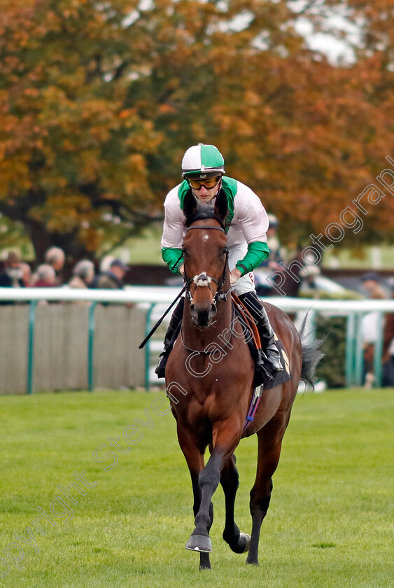 Crown-Of-India-0001 
 CROWN OF INDIA (Tom Marquand)
Newmarket 25 Oct 2023 - Pic Steven Cargill / Racingfotos.com