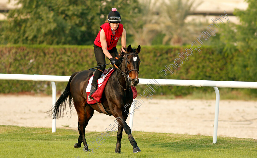 Certain-Lad-0002 
 CERTAIN LAD training for the Bahrain International Trophy
Rashid Equestrian & Horseracing Club, Bahrain, 18 Nov 2020