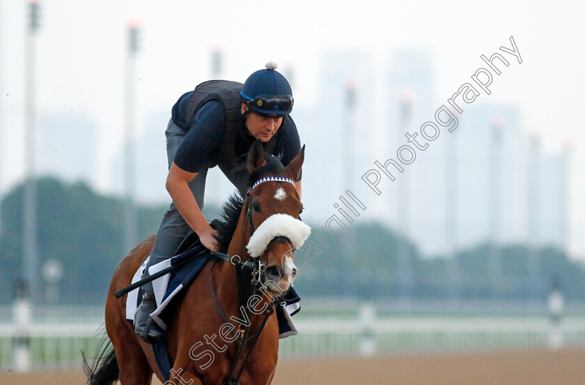 Koy-Koy-0002 
 KOY KOY training at the Dubai Racing Carnival 
Meydan 4 Jan 2024 - Pic Steven Cargill / Racingfotos.com