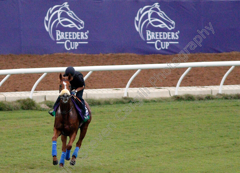 Ulysses-0004 
 ULYSSES training for The Breeders' Cup Turf at Del Mar USA 31 Oct 2017 - Pic Steven Cargill / Racingfotos.com