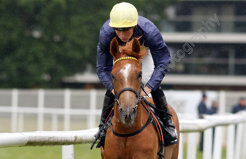 Wild-Cat-0001 
 WILD CAT (Jason Watson)
Newbury 13 Jun 2019 - Pic Steven Cargill / Racingfotos.com