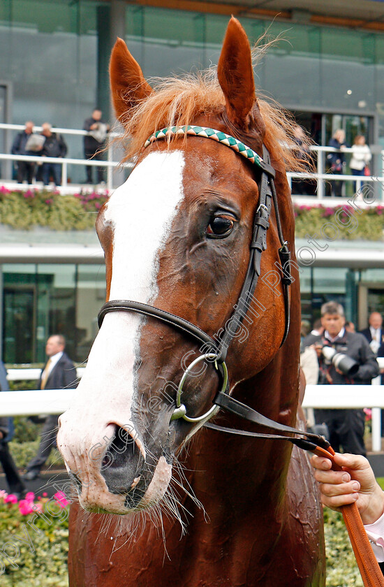 Herculean-0012 
 HERCULEAN after The Charbonnel Et Walker British EBF Maiden Stakes Ascot 8 Sep 2017 - Pic Steven Cargill / Racingfotos.com