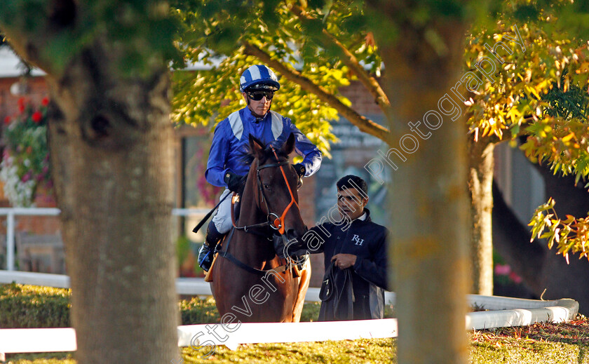 Masaakin-0001 
 MASAAKIN (Jim Crowley) before The 32Red.com British Stallion Studs EBF Fillies Novice Stakes
Kempton 2 Oct 2019 - Pic Steven Cargill / Racingfotos.com