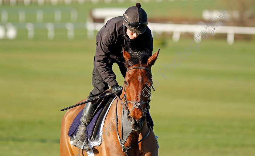 Envoi-Allen-0001 
 ENVOI ALLEN exercising on the eve of the Cheltenham Festival
Cheltenham 14 Mar 2022 - Pic Steven Cargill / Racingfotos.com