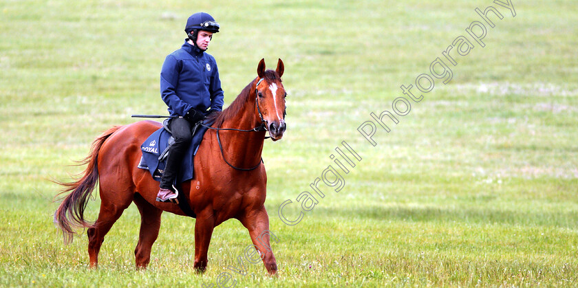 Redkirk-Warrior-0010 
 Australian trained REDKIRK WARRIOR on the gallops in Newmarket ahead of his Royal Ascot challenge
Newmarket 14 Jun 2018 - Pic Steven Cargill / Racingfotos.com