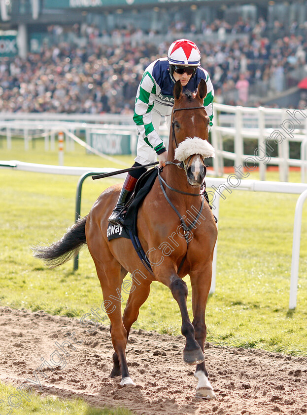 Exelerator-Express-0001 
 EXELERATOR EXPRESS (Sam Twiston-Davies)
Aintree 9 Apr 2022 - Pic Steven Cargill / Racingfotos.com