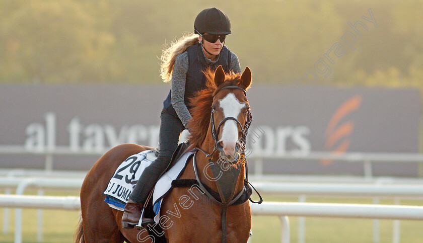 J-J-Jumbo-0001 
 J J JUMBO exercising for trainer Darren Bunyan
Meydan, Dubai, 3 Feb 2022 - Pic Steven Cargill / Racingfotos.com