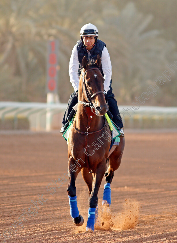 Mckinzie-0001 
 MCKINZIE preparing for the Saudi Cup
Riyadh Racecourse, Kingdom of Saudi Arabia 26 Feb 2020 - Pic Steven Cargill / Racingfotos.com