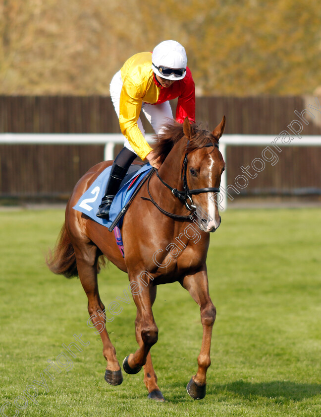 Manhattanville 
 MANHATTANVILLE (Angus Villiers)
Leicester 23 Apr 2022 - Pic Steven Cargill / Racingfotos.com