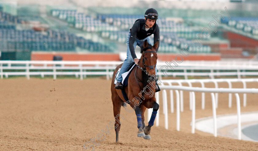 Vafortino-0001 
 VAFORTINO training at the Dubai Racing Carnival 
Meydan 4 Jan 2024 - Pic Steven Cargill / Racingfotos.com