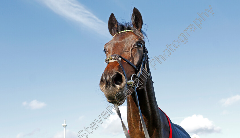 Midnights-Legacy-0012 
 MIDNIGHTS LEGACY after The Download The Star Sports App Now EBF Novice Stakes
Bath 16 Oct 2019 - Pic Steven Cargill / Racingfotos.com