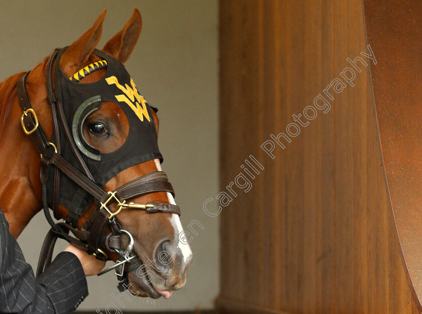 Lady-Pauline-0004 
 LADY PAULINE 
Ascot 1 May 2019 - Pic Steven Cargill / Racingfotos.com