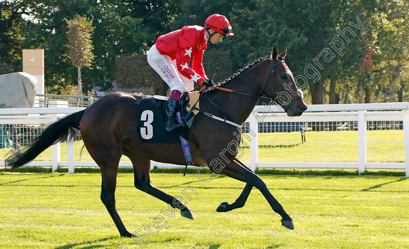 Hampden-Park-0006 
 HAMPDEN PARK (Oisin Murphy) winner of The Heros Novice Stakes
Ascot 6 Oct 2023 - Pic Steven Cargill / Racingfotos.com