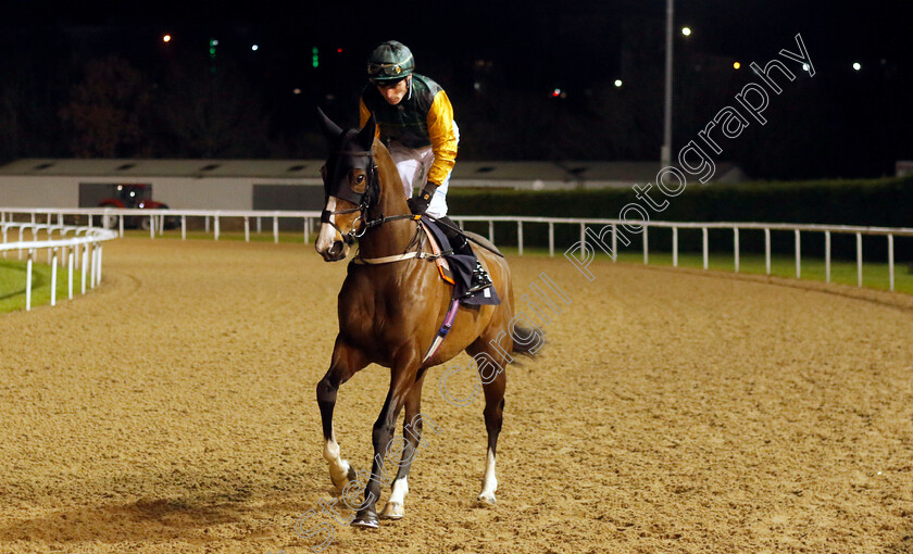 Radiant-Beauty-0002 
 RADIANT BEAUTY (Kieran Shoemark)
Wolverhampton 20 Dec 2024 - Pic Steven Cargill / Racingfotos.com