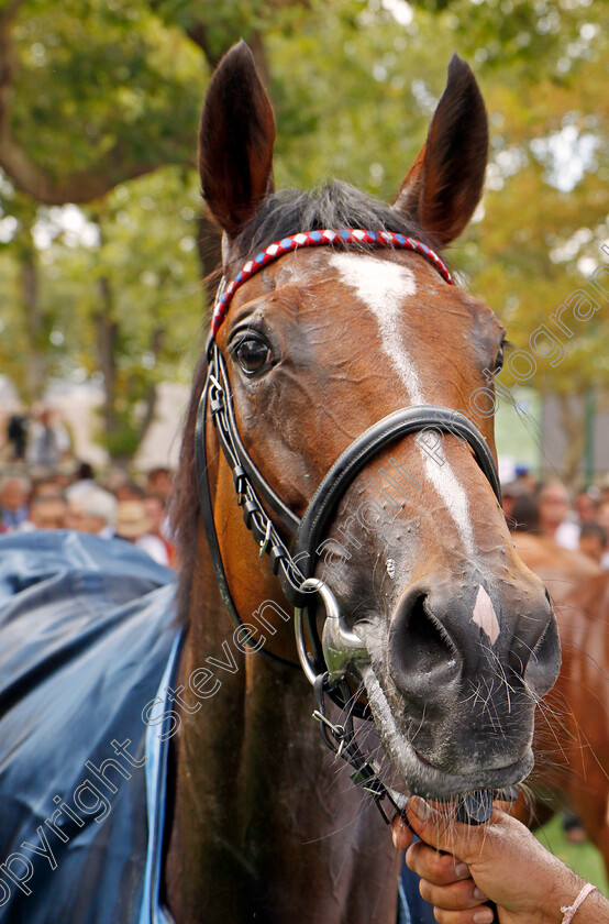 Inspiral-0017 
 INSPIRAL after winning The Prix du Haras de Fresnay-le-Buffard Jacques le Marois
Deauville 13 Aug 2023 - Pic Steven Cargill / Racingfotos.com