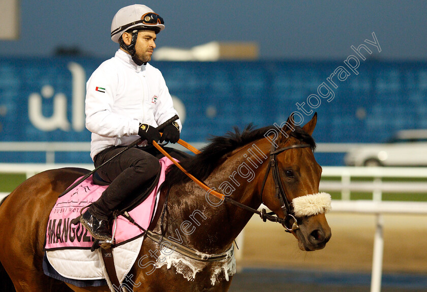 Manguzi-0002 
 MANGUZI training for The UAE Derby
Meydan 28 Mar 2019 - Pic Steven Cargill / Racingfotos.com