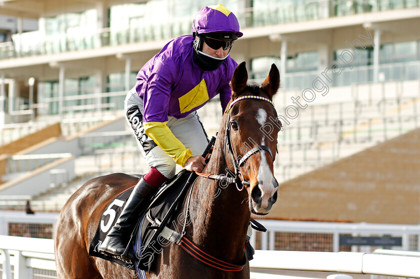 Doc-Penfro-0001 
 DOC PENFRO (Aidan Coleman)
Cheltenham 15 Nov 2020 - Pic Steven Cargill / Racingfotos.com