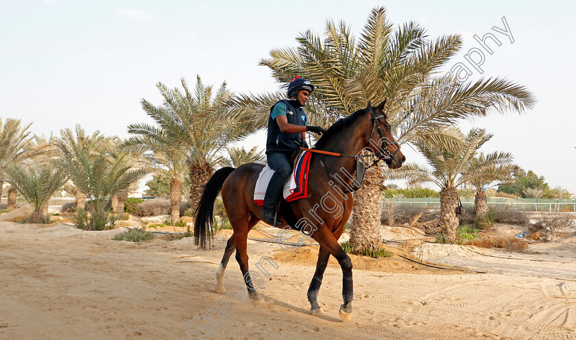 Desert-Encounter-0003 
 DESERT ENCOUNTER training for the Bahrain International Trophy
Rashid Equestrian & Horseracing Club, Bahrain, 18 Nov 2020