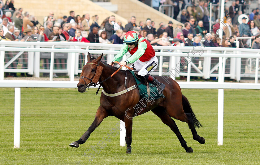 Le-Patriote-0003 
 LE PATRIOTE (Sam Twiston-Davies) wins The Kingston Stud Handicap Hurdle
Cheltenham 17 Apr 2019 - Pic Steven Cargill / Racingfotos.com