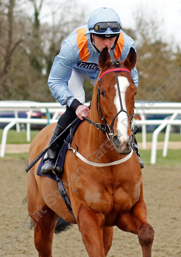 Silky-Wilkie-0001 
 SILKY WILKIE (Clifford Lee)
Lingfield 20 Jan 2024 - Pic Steven Cargill / Racingfotos.com