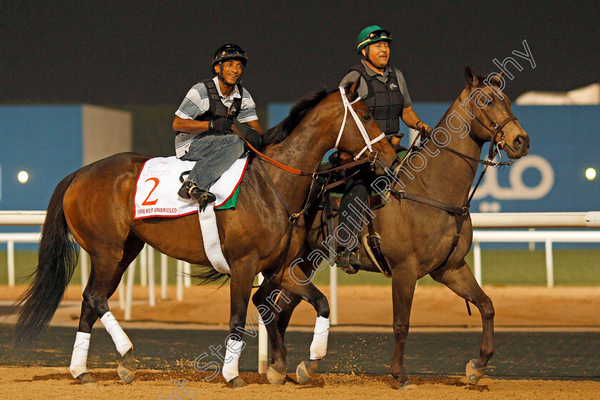 Forever-Unbridled-0001 
 FOREVER UNBRIDLED exercising in preparation for the Dubai World Cup Meydan 29 Mar 2018 - Pic Steven Cargill / Racingfotos.com