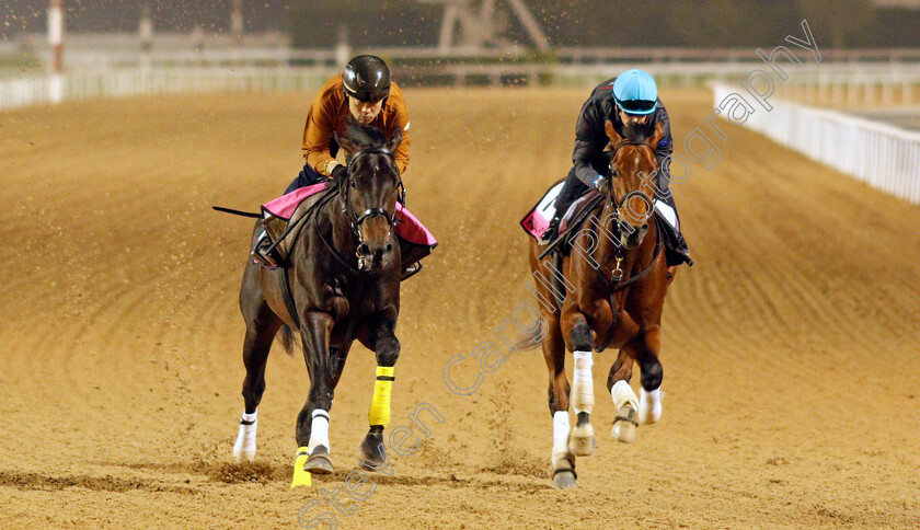 Crown-Pride-and-Reiwa-Homare-0001 
 CROWN PRIDE (left) and REIWA HOMARE (right) training for the UAE Derby
Meydan, Dubai, 23 Mar 2022 - Pic Steven Cargill / Racingfotos.com