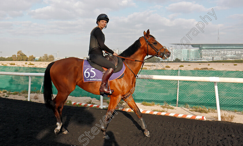 Tis-Marvellous-0003 
 TIS MARVELLOUS, trained by Clive Cox, exercising in preparation for The Dubai World Cup Carnival, Meydan 18 Jan 2018 - Pic Steven Cargill / Racingfotos.com