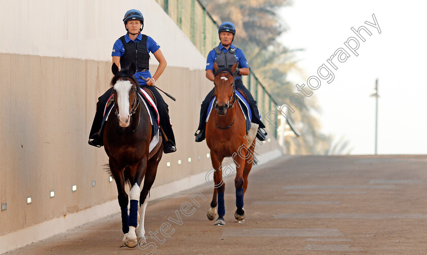 Talismanic-0001 
 TALISMANIC exercising in preparation for the Dubai World Cup Meydan 29 Mar 2018 - Pic Steven Cargill / Racingfotos.com