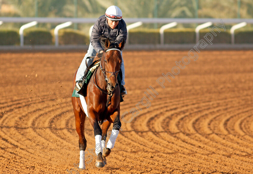 Art-Collector-0003 
 ART COLLECTOR training for The Saudi Cup
King Abdulaziz Racetrack, Riyadh, Saudi Arabia 22 Feb 2022 - Pic Steven Cargill / Racingfotos.com