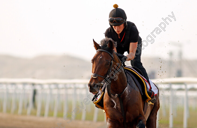 Bangkok-0010 
 BANGKOK training for the Bahrain International Trophy
Rashid Equestrian & Horseracing Club, Bahrain, 18 Nov 2020