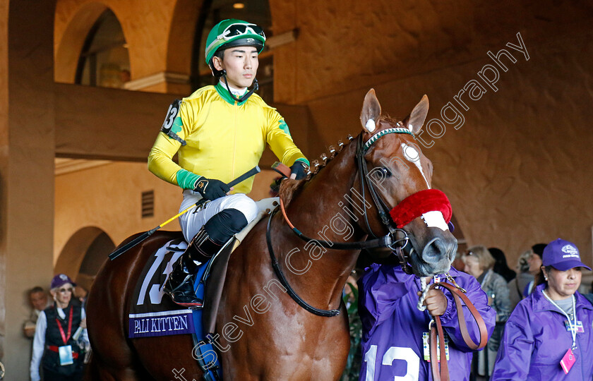 Pali-Kitten-0001 
 PALI KITTEN (Kazushi Kamura)
Del Mar 1 Nov 2024 - Pic Steven Cargill / Racingfotos.com