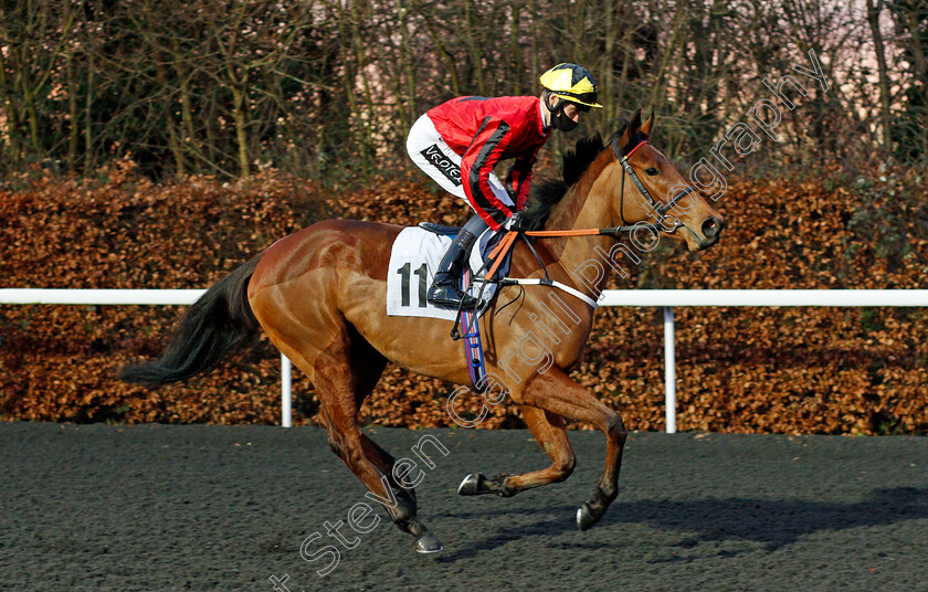 Quintessa-0001 
 QUINTESSA (Daniel Muscutt)
Kempton 3 Feb 2021 - Pic Steven Cargill / Racingfotos.com