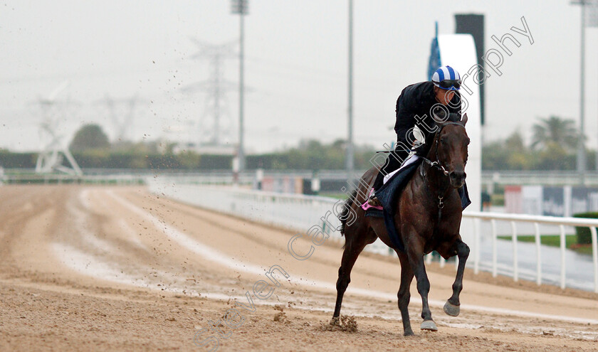 Jahbath-0004 
 JAHBATH (Jim Crowley) training for The UAE Derby
Meydan 28 Mar 2019 - Pic Steven Cargill / Racingfotos.com