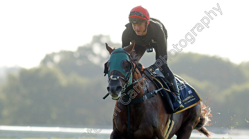 Cannonball-0016 
 CANNONBALL preparing for Royal Ascot
Ascot 14 Jun 2023 - Pic Steven Cargill / Racingfotos.com