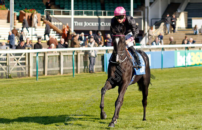 First-Instinct-0002 
 FIRST INSTINCT (Tom Marquand)
Newmarket 11 Oct 2024 - Pic Steven Cargill / Racingfotos.com