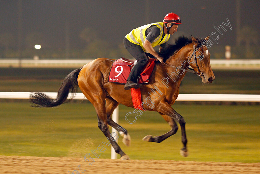 Parviz-0001 
 PARVIZ exercising in preparation for The Dubai Gold Cup Meydan 28 Mar 2018 - Pic Steven Cargill / Racingfotos.com