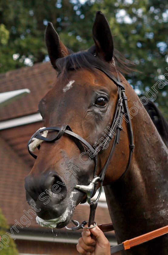 Passion-And-Glory-0009 
 PASSION AND GLORY winner of The Davies Insurance Services Gala Stakes
Sandown 1 Jul 2022 - Pic Steven Cargill / Racingfotos.com