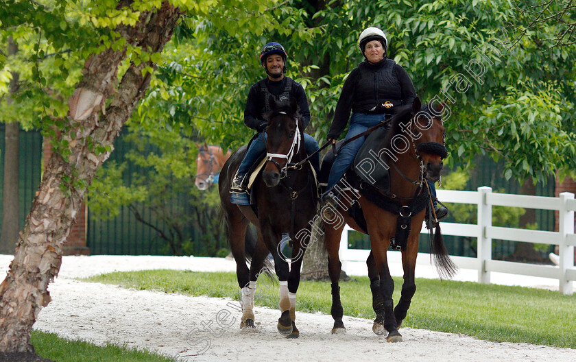 Warrior s-Charge-0001 
 WARRIOR'S CHARGE exercising in preparation for the Preakness Stakes
Pimlico, Baltimore USA, 16 May 2019 - Pic Steven Cargill / Racingfotos.com