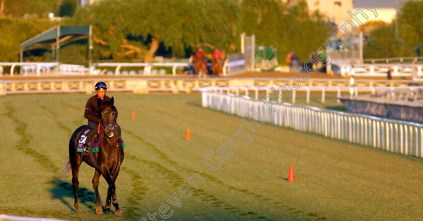 King-Of-Steel-0002 
 KING OF STEEL steps onto the track while training for The Breeders' Cup Turf
Santa Anita 2 Nov 2023 - Pic Steven Cargill / Racingfotos.com