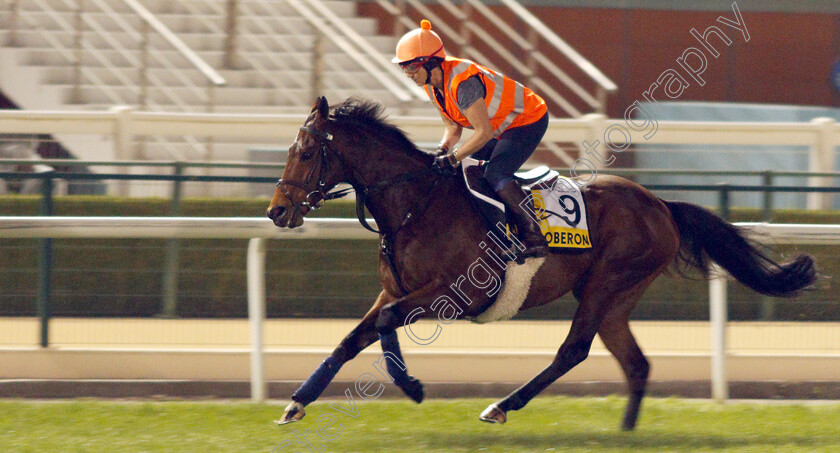 My-Oberon-0001 
 MY OBERON training for the Dubai Turf
Meydan, Dubai, 23 Mar 2022 - Pic Steven Cargill / Racingfotos.com