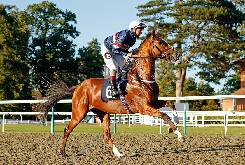 Spanish-Kiss-0001 
 SPANISH KISS (Tom Queally)
Lingfield 4 Aug 2020 - Pic Steven Cargill / Racingfotos.com